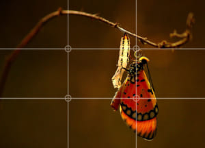 mẹo thiết kế hình ảnh instagram